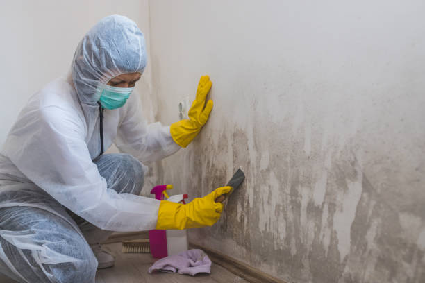 Best Attic Mold Removal  in Ravenna, OH