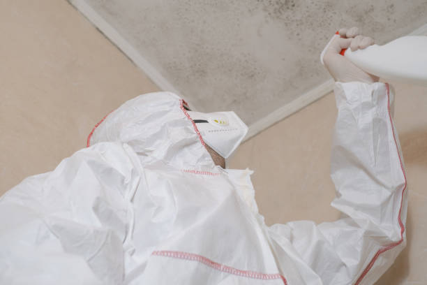 Professional Mold Removal in Ravenna, OH