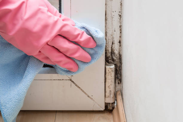 Best Crawl Space Mold Removal  in Ravenna, OH