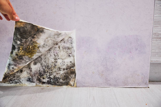 Best Mold Testing  in Ravenna, OH